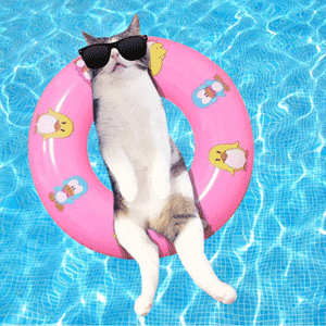 Eating disorder recovery blog - cat in a pool with sunglasses